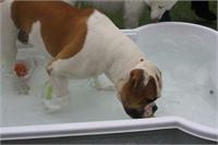 daycare pic 108 - rowdy pool